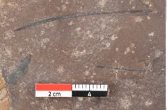 Foto (Detailsansicht) von Quercus palaeoilex Ettingshausen (NHMW-GEO-2024-0188-0761)